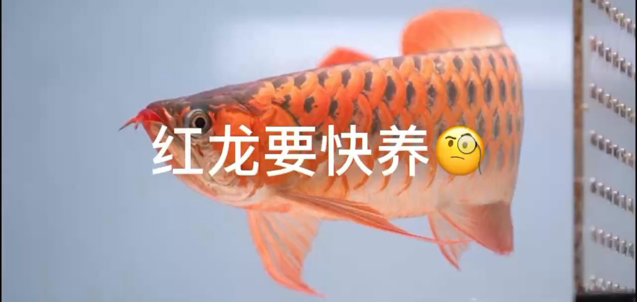 紅龍要快養(yǎng)？