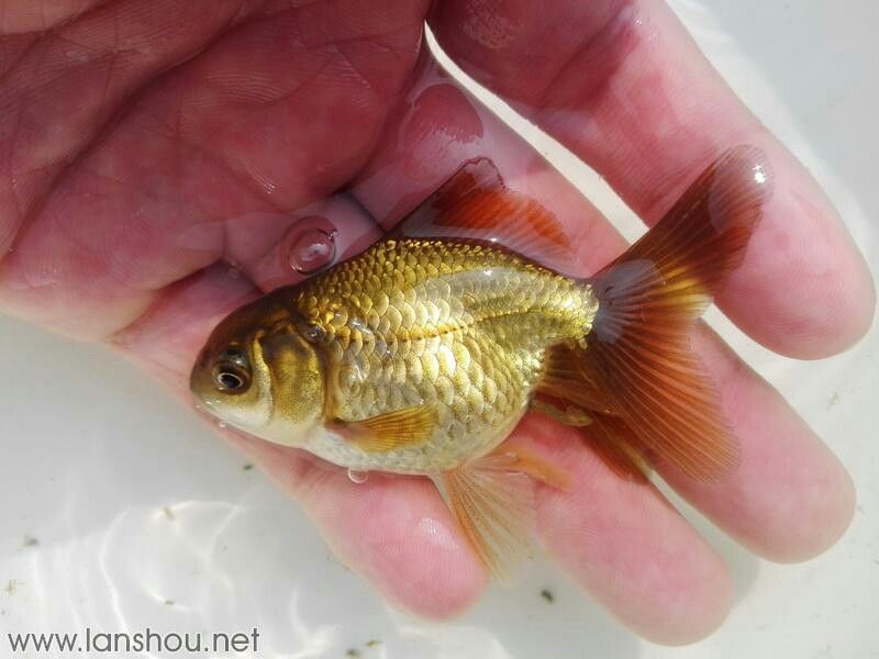 銅仁水族館訂購的巨人獅苗