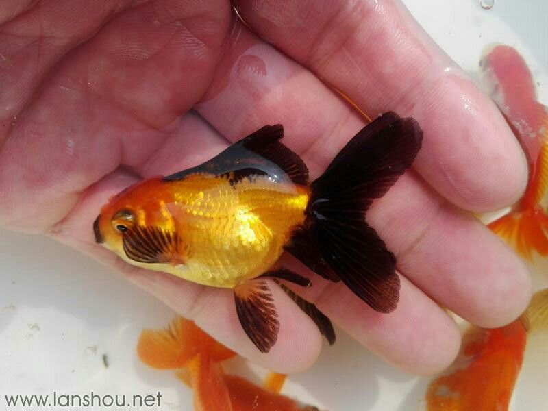 銅仁水族館訂購的巨人獅苗 成吉思汗鯊（球鯊）魚 第9張