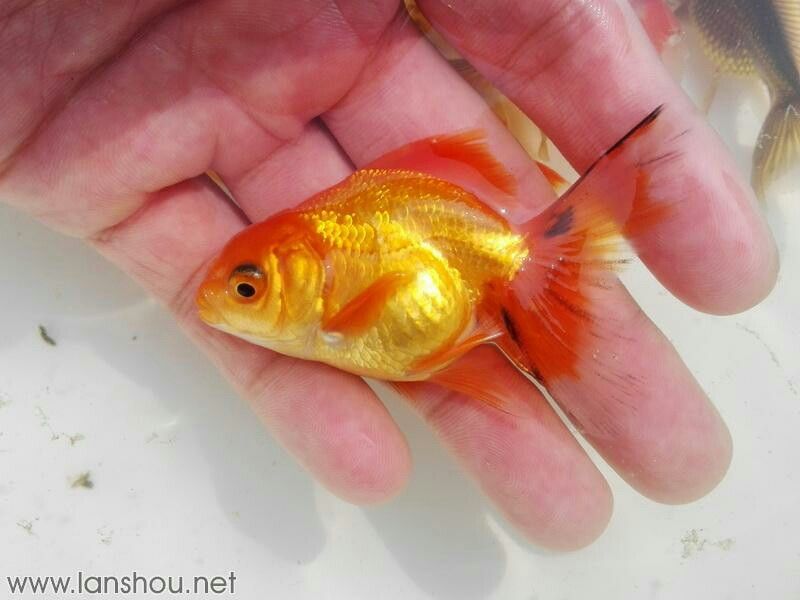 銅仁水族館訂購的巨人獅苗 成吉思汗鯊（球鯊）魚 第8張