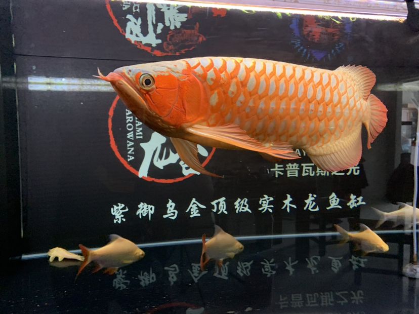 洛陽觀賞魚市場蝦米帶你們逛 觀賞魚市場（混養(yǎng)魚） 第12張