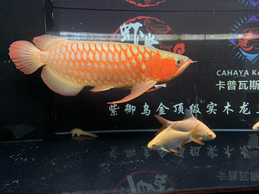 洛陽觀賞魚市場蝦米帶你們逛 觀賞魚市場（混養(yǎng)魚） 第13張