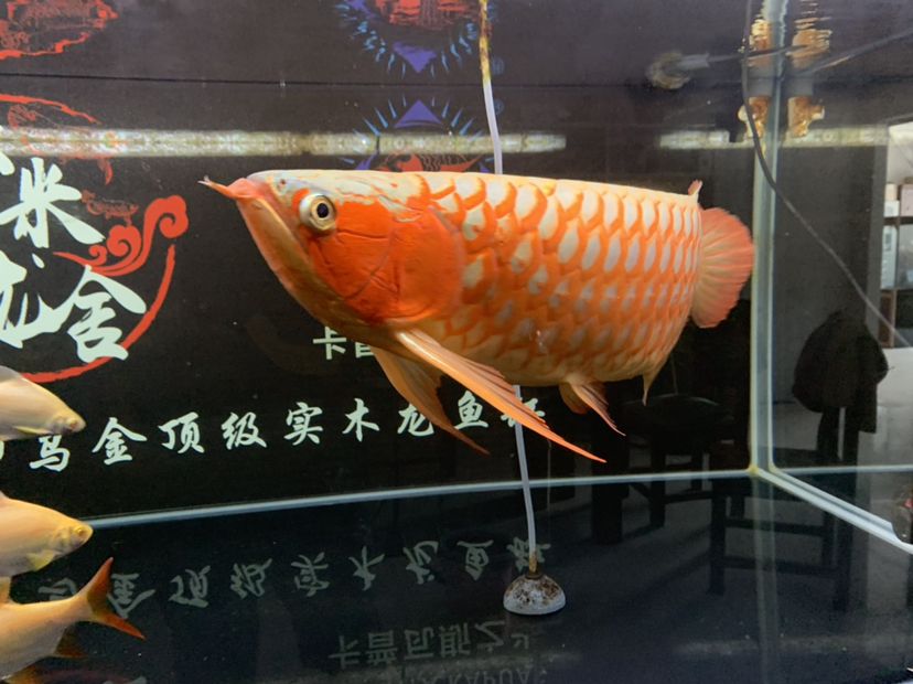 洛陽觀賞魚市場蝦米帶你們逛 觀賞魚市場（混養(yǎng)魚） 第14張