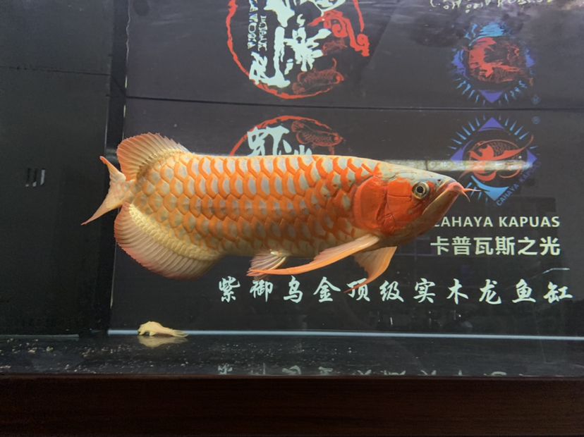 洛陽觀賞魚市場蝦米帶你們逛 觀賞魚市場（混養(yǎng)魚） 第15張