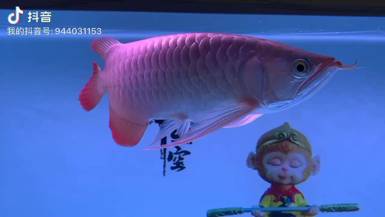 白缸里的金龍 非洲金鼓魚(yú) 第3張