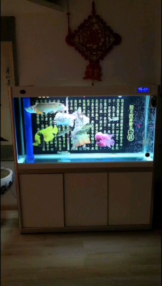 秋季注意水霉病控制好溫度 水族世界