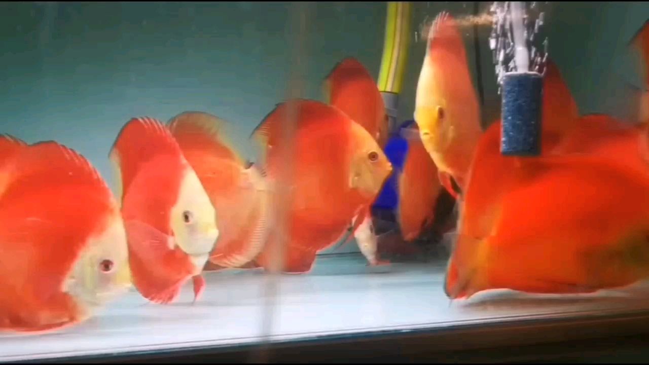 紅金紅妃七彩神仙魚