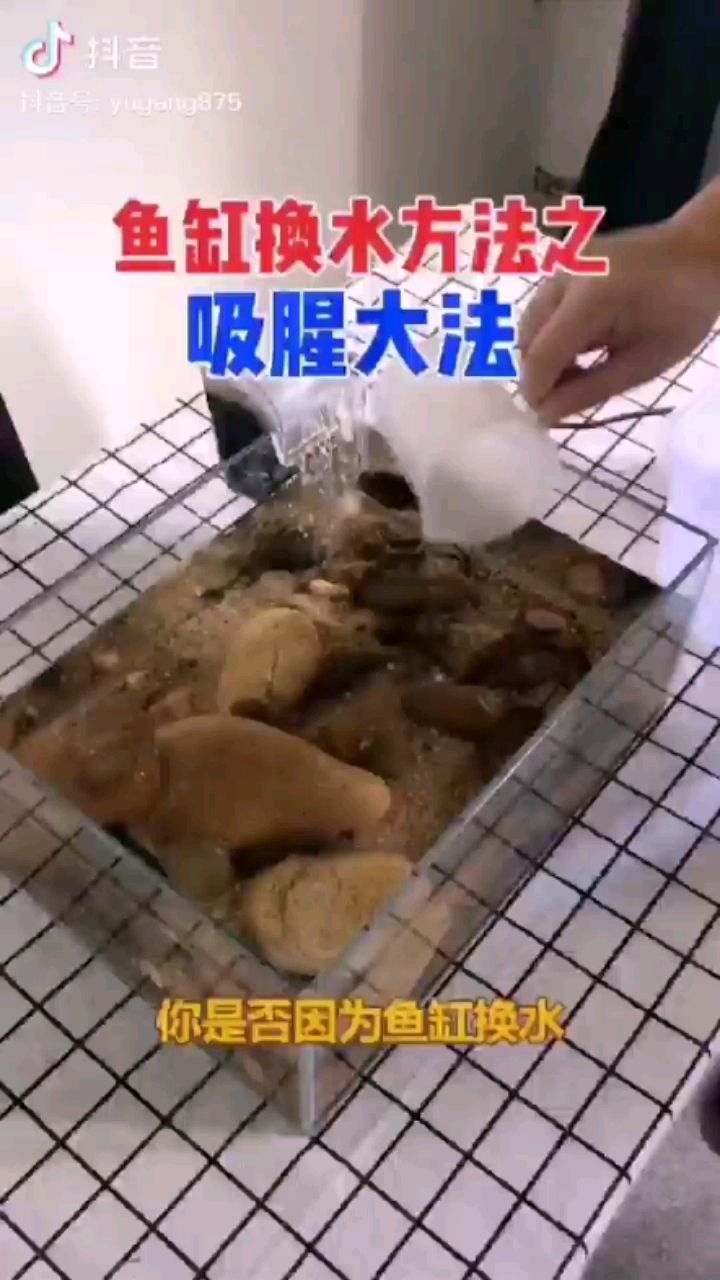 換水吸腥