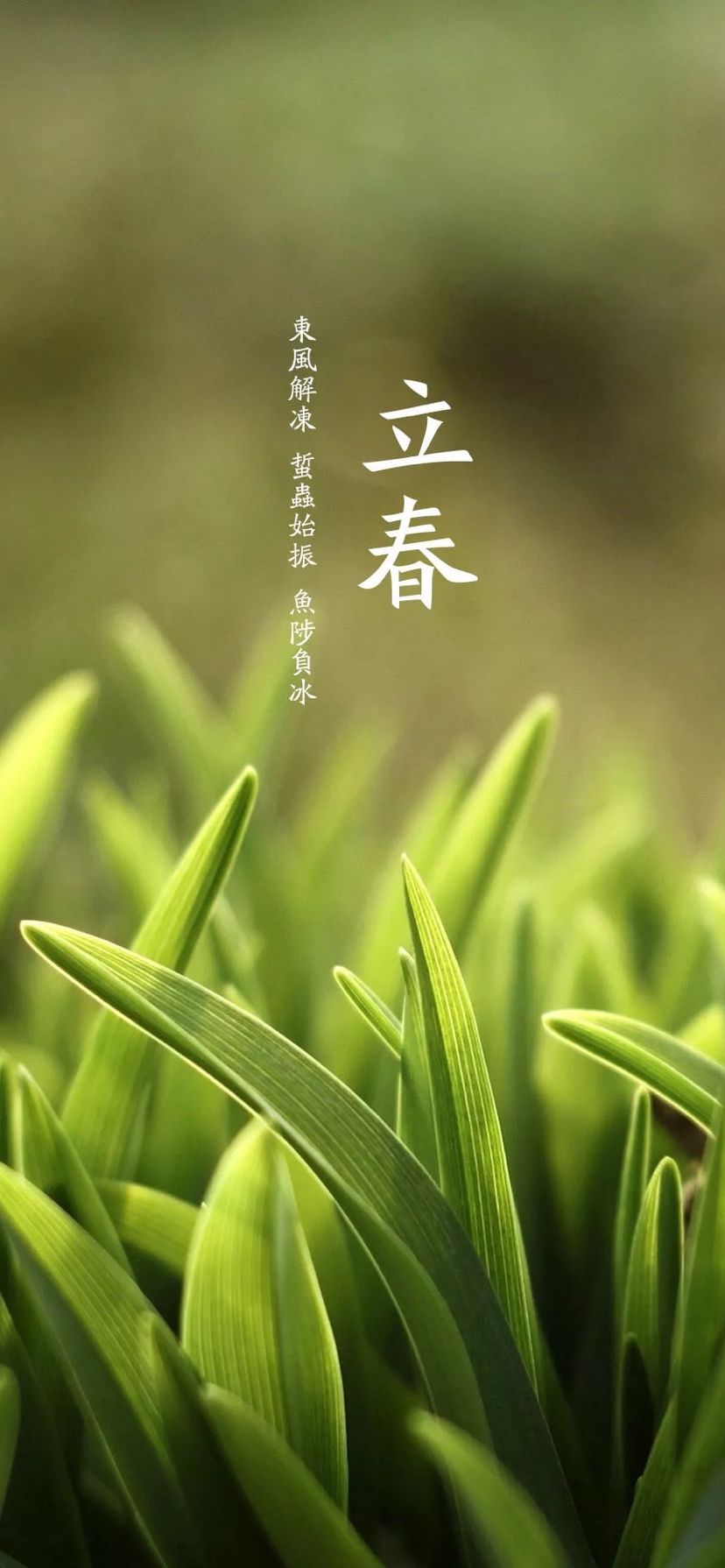 保山觀賞魚(yú)市場(chǎng)今年的立春祝大家健健康康的