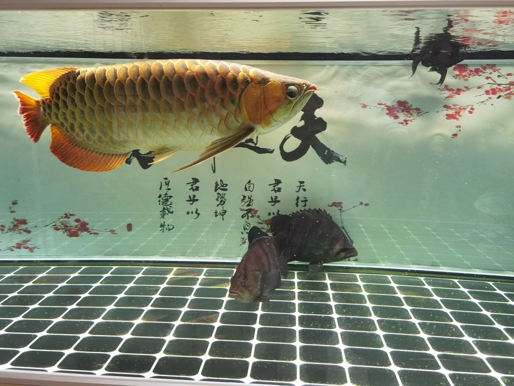 （大魚木田評論：大魚） 觀賞魚論壇