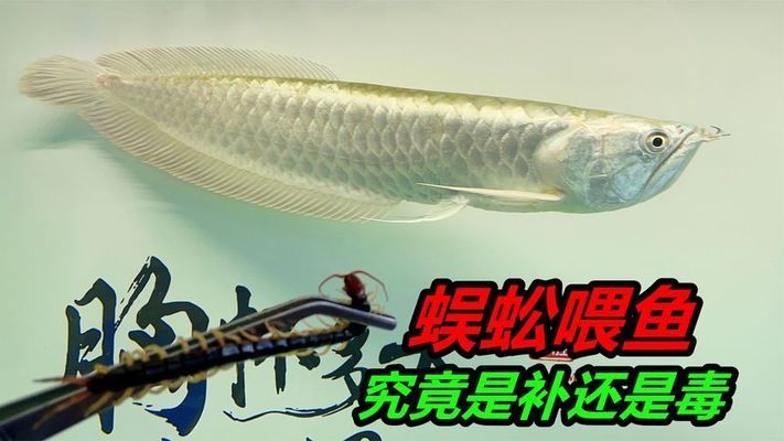 紅龍魚(yú)吃蜈蚣有利于發(fā)色嗎（紅龍魚(yú)吃蜈蚣有助于發(fā)色嗎） 龍魚(yú)百科 第3張