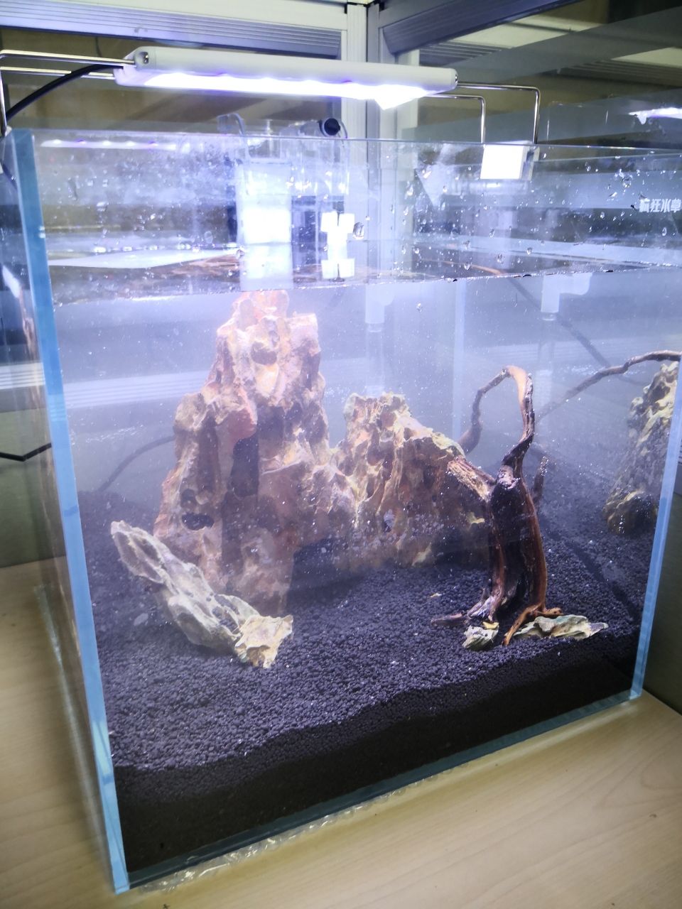 丹東觀賞魚市場30方缸小記 觀賞魚市場（混養(yǎng)魚） 第7張