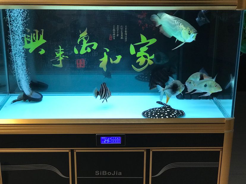 大同水族館休息更累