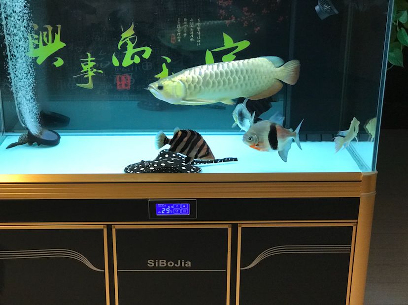 大同水族館休息更累