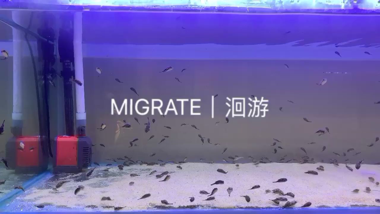 貴陽水族館斑馬狗頭野生種苗 斑馬狗頭魚 第1張