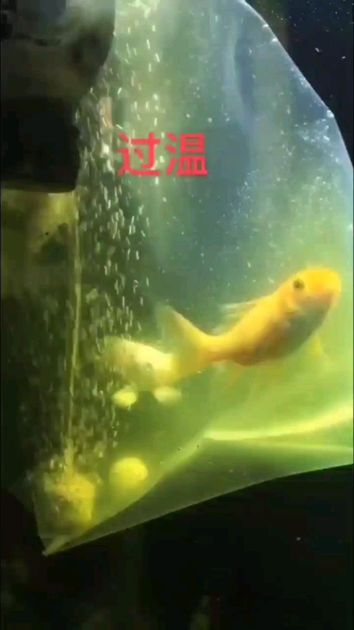 不良商家我大發(fā)個反饋的 高背金龍魚