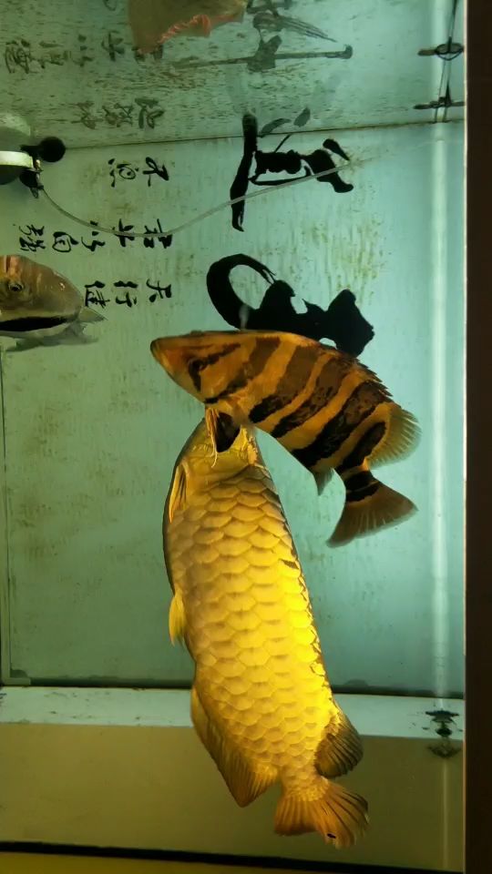 朋友們這魚缸2280缸二龍空間夠用嗎 大嘴鯨魚 第1張