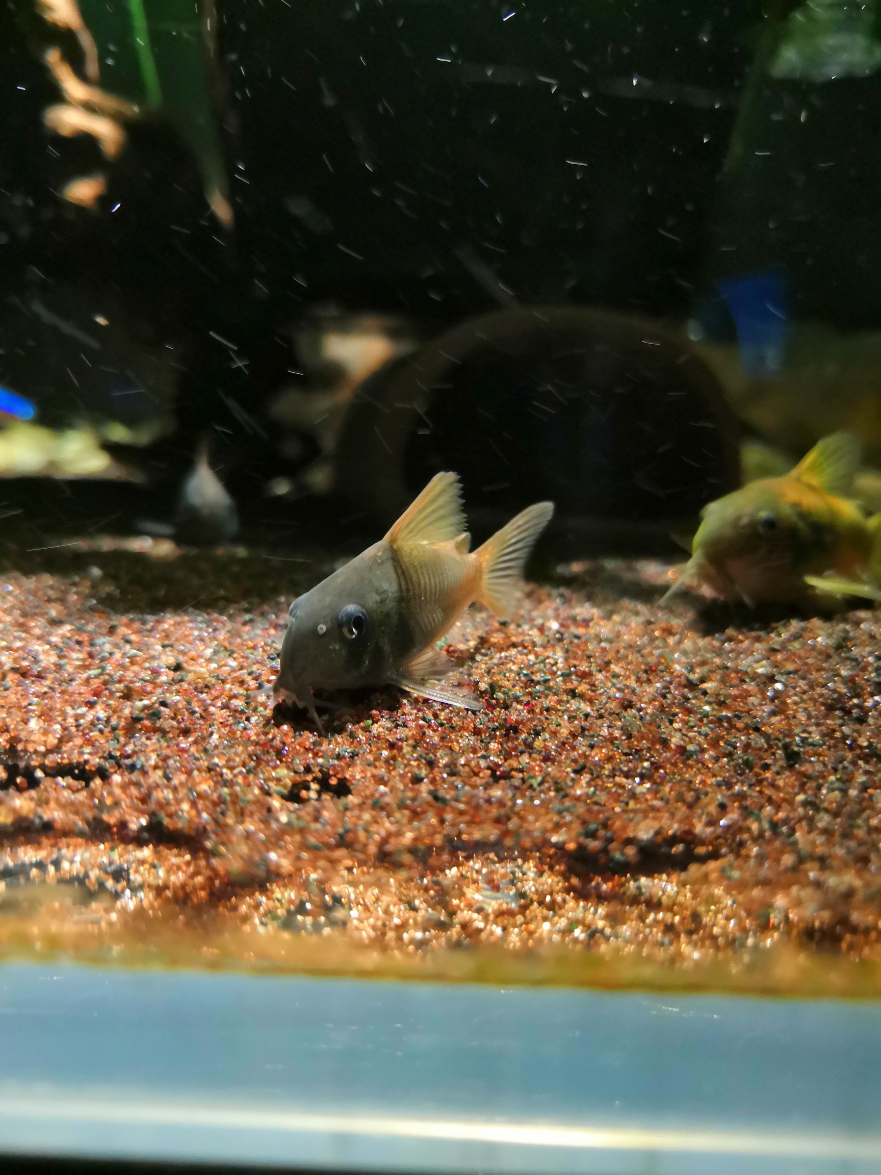 楚雄彝族自治州水族館養(yǎng)過的就是自己心里最美的 夢幻雷龍魚 第4張