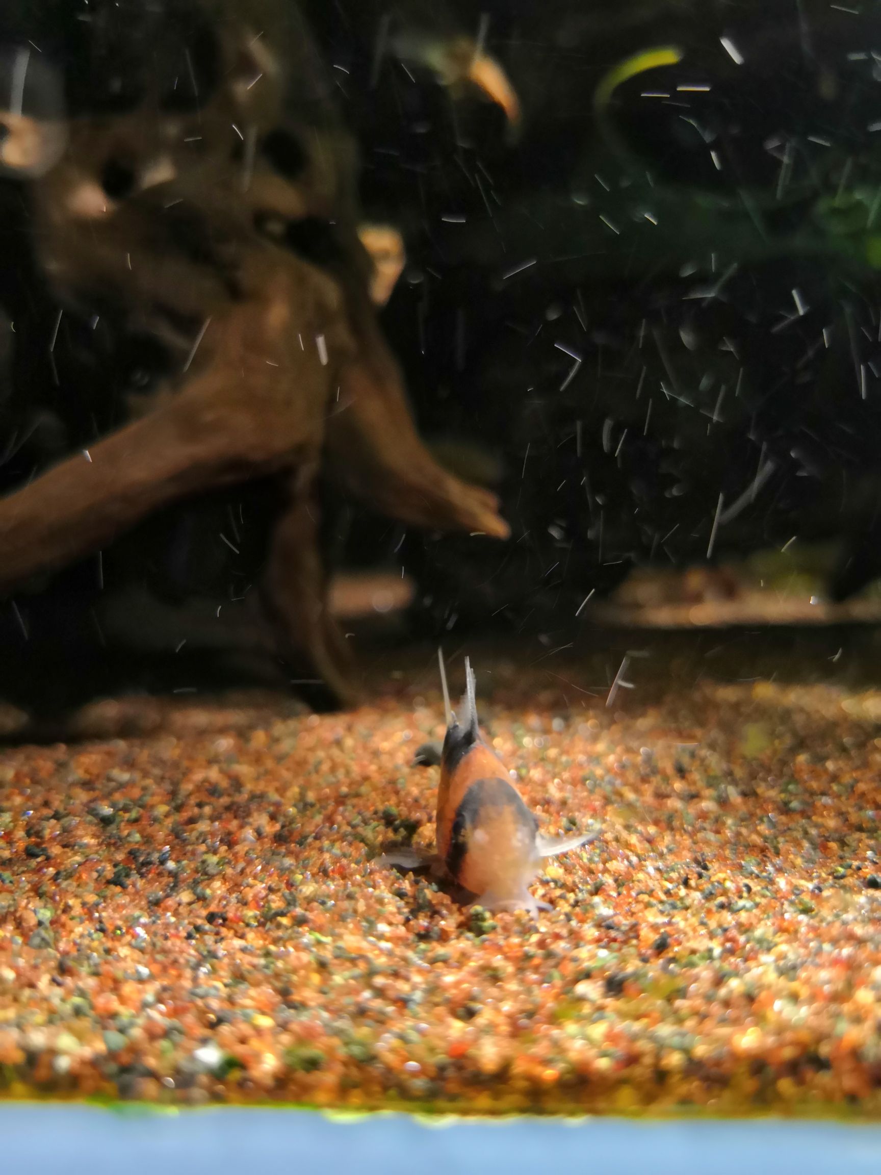 楚雄彝族自治州水族館養(yǎng)過的就是自己心里最美的 夢幻雷龍魚 第5張