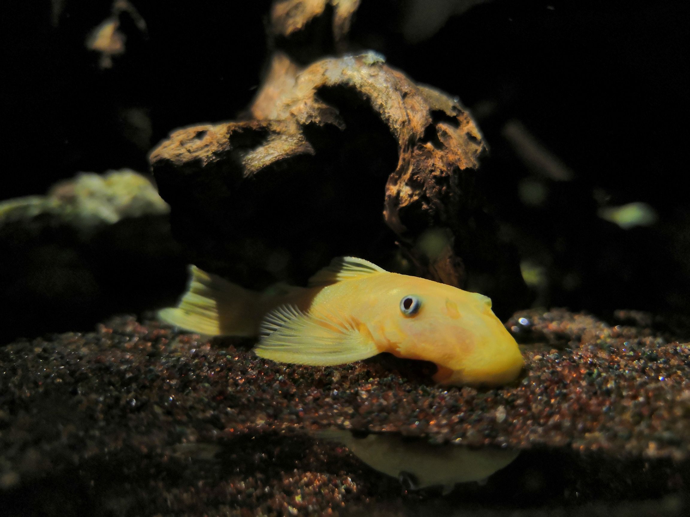 楚雄彝族自治州水族館養(yǎng)過的就是自己心里最美的 夢幻雷龍魚 第7張