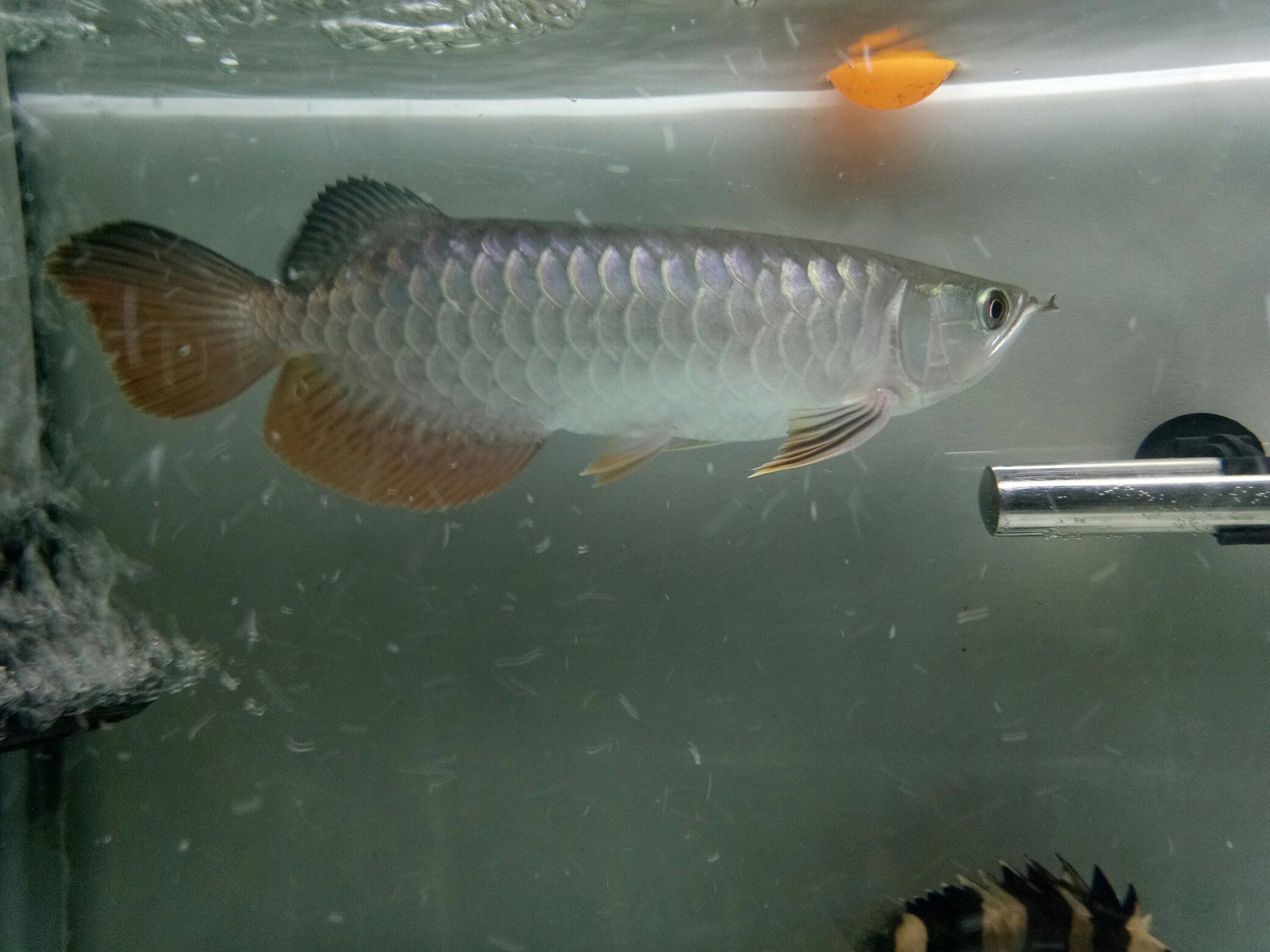 深圳水族館記錄下小金龍