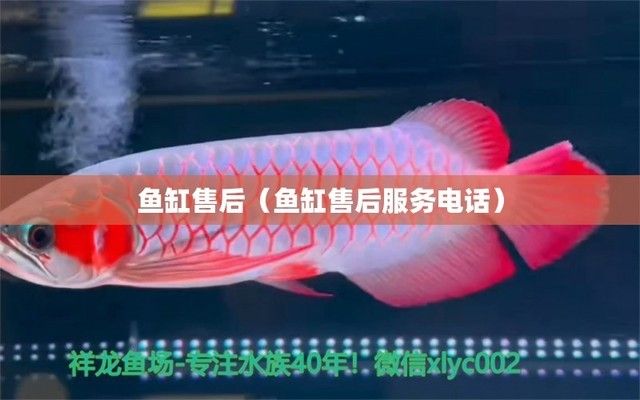 龍魚都有哪些品種圖片欣賞（龍魚都有哪些品種圖片欣賞）