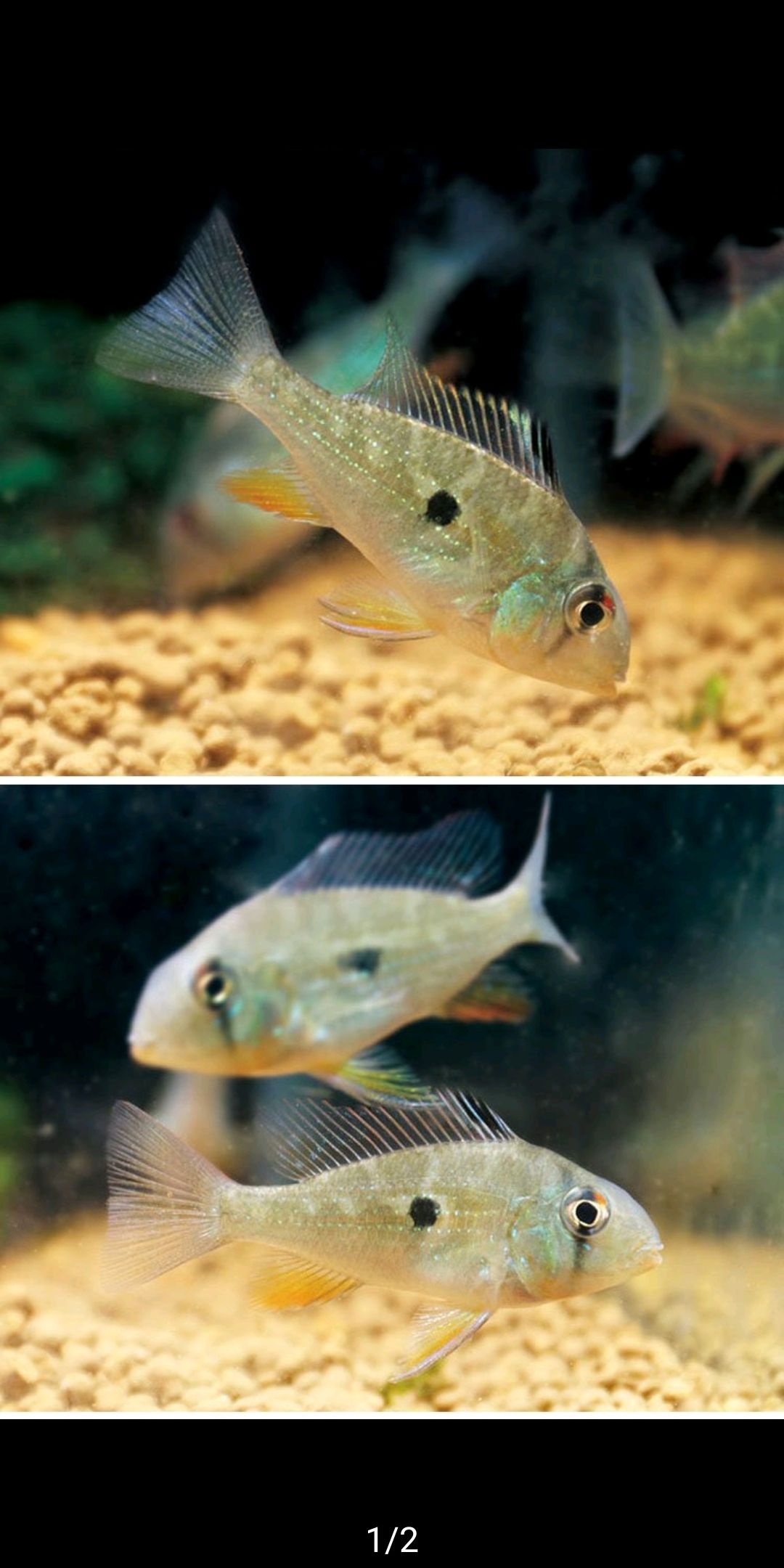 求助赤荔鳳冠可以和圣塔倫鼠魚混養(yǎng)么？ 赤荔鳳冠魚 第2張