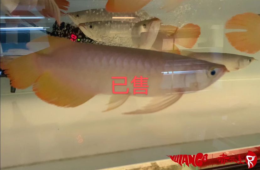 忻州水族館已被秒殺 豹紋夫魚苗 第2張