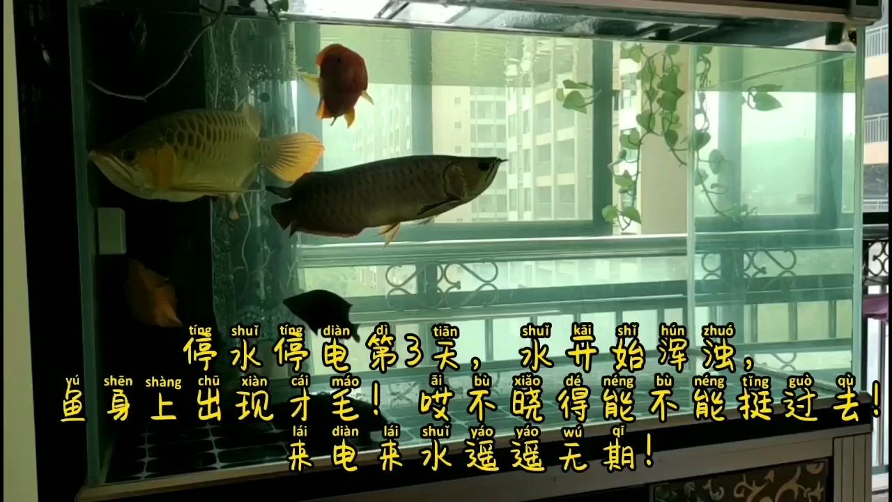 商洛水族館停水停電養(yǎng)魚人的痛 狗仔（招財貓)魚苗