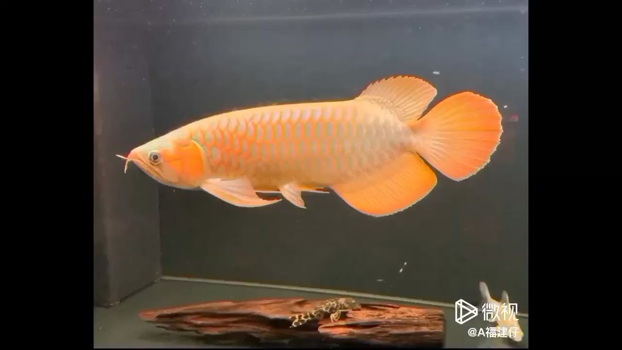 邯鄲水族館轉(zhuǎn)眼一年了20天 熊貓異形魚L46 第2張