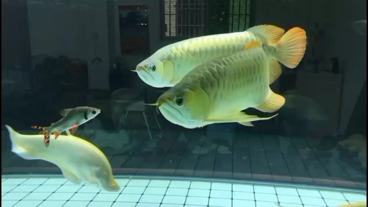 海東觀賞魚市場大魚混養(yǎng) 觀賞魚市場（混養(yǎng)魚） 第1張