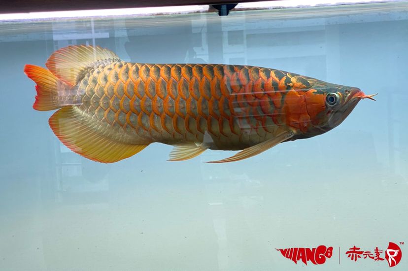 延安觀賞魚市場分享魚友的赤元素經(jīng)典紅龍 赤元素