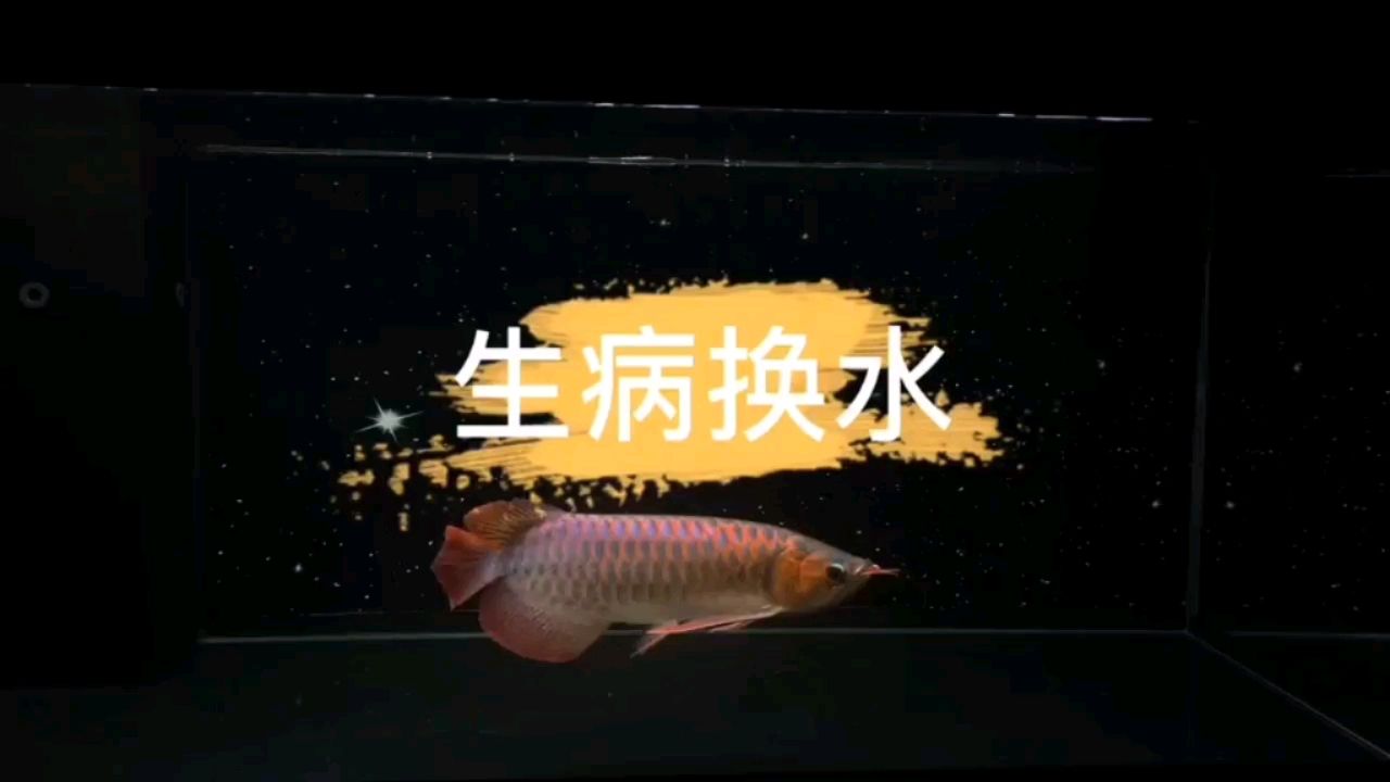 金昌觀賞魚市場生病如何換水？