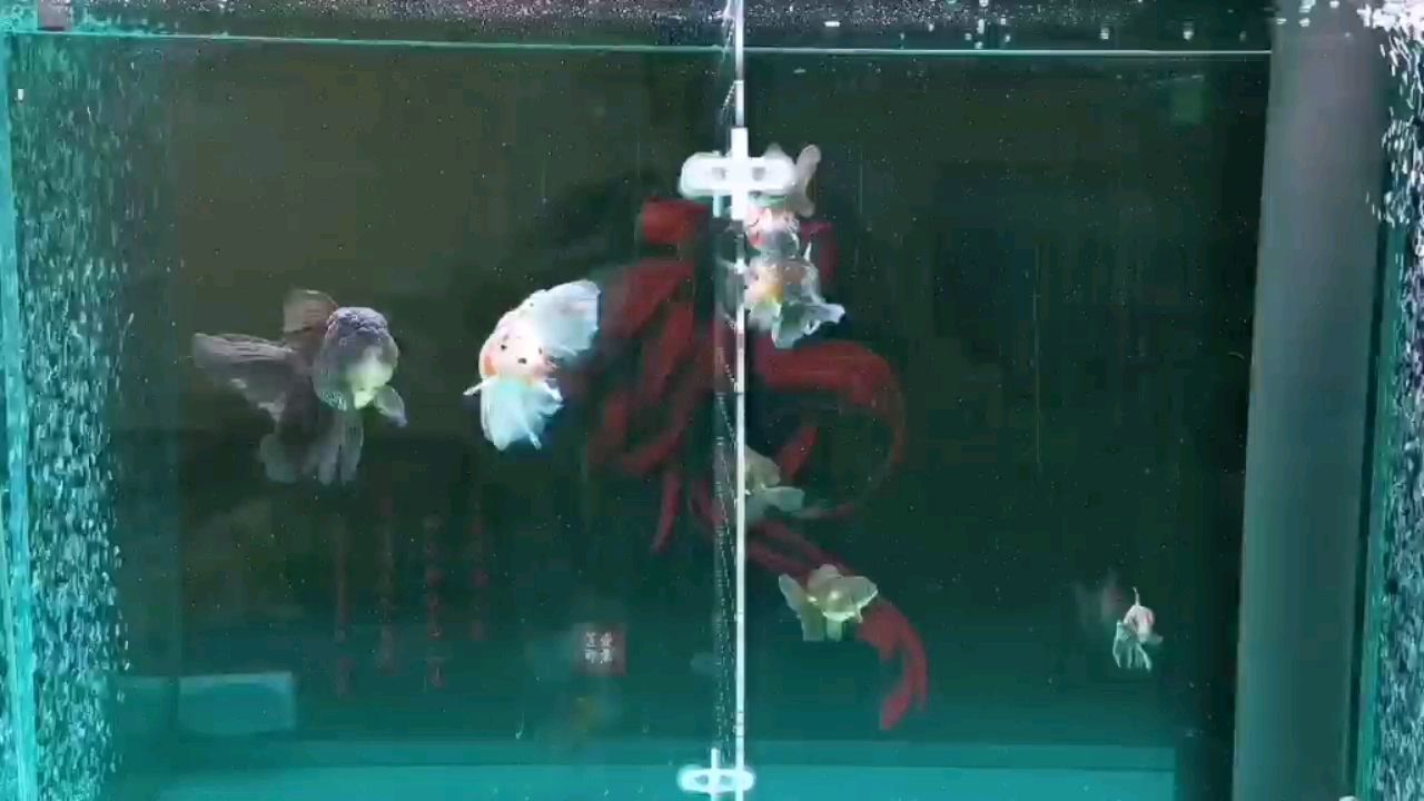 黑河水族館開泰獅缸的第二波魚進缸