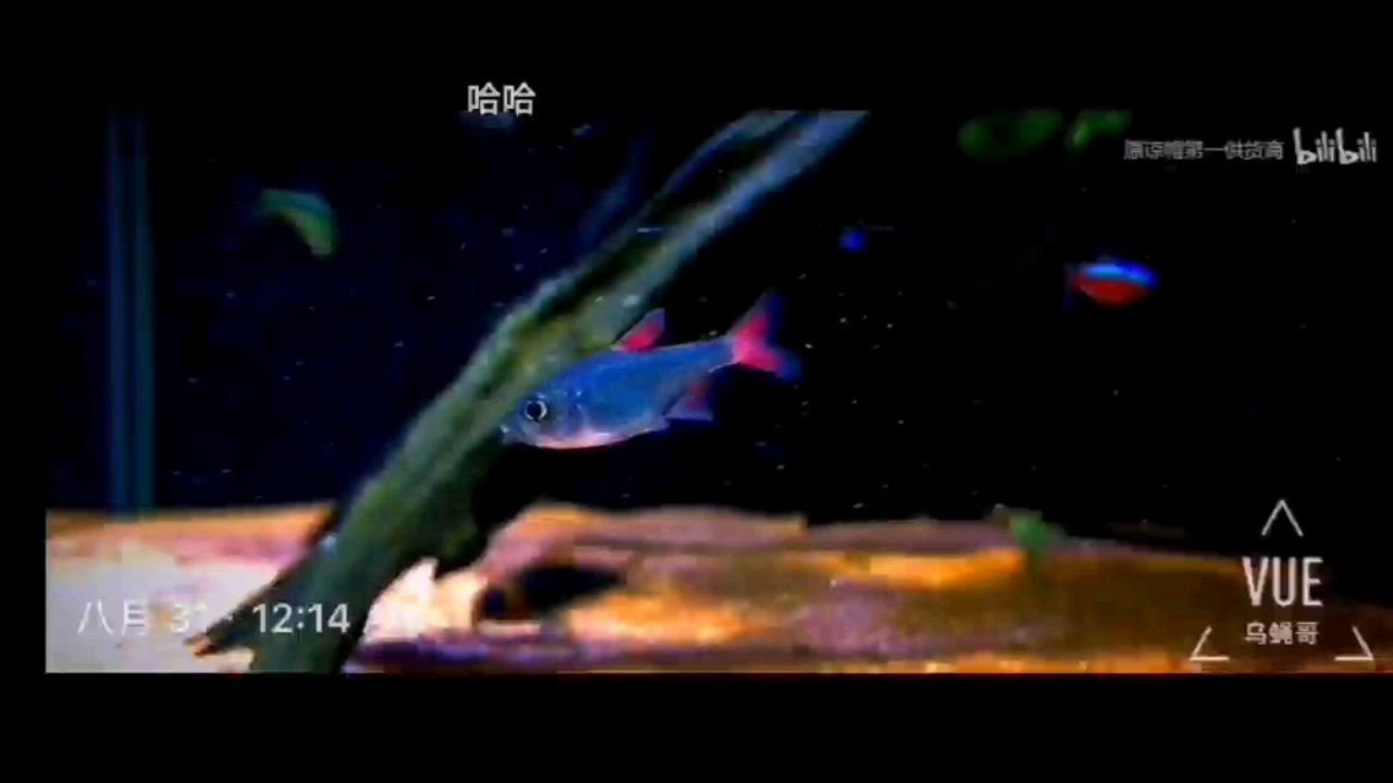 張家口觀賞魚市場南美燈魚