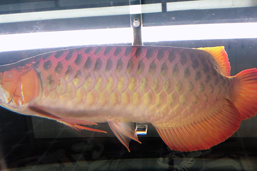 邯鄲水族館一年的變化 元寶鳳凰魚 第2張