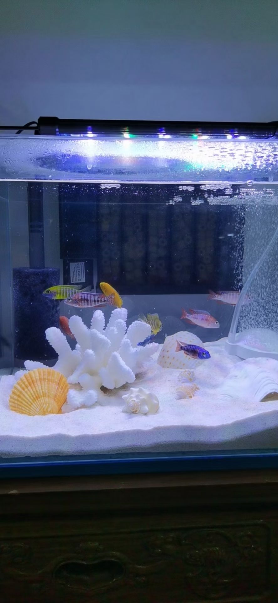 吳忠水族館拍攝進(jìn)行時(shí) 朱巴利魚 第5張