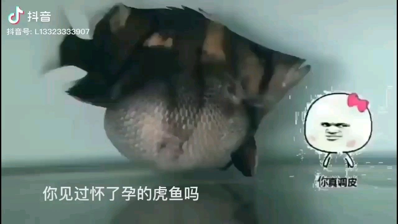 這到底是懷孕還是長瘤了 朱巴利魚