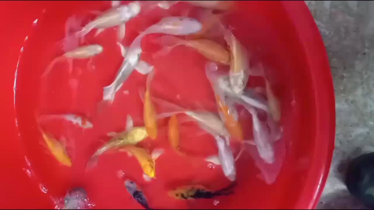 海西蒙古族藏族自治州觀賞魚市場刷魚缸換水 觀賞魚市場（混養(yǎng)魚）