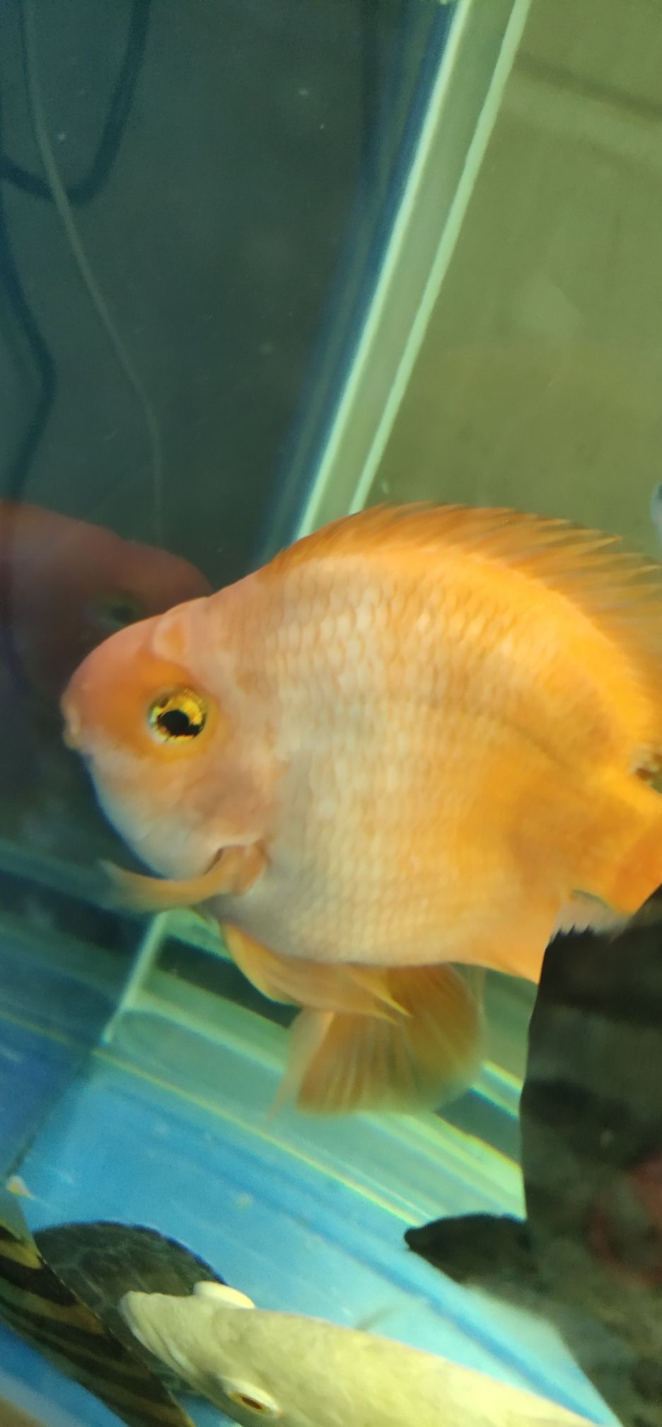 什么水平 觀賞魚飼料 第1張