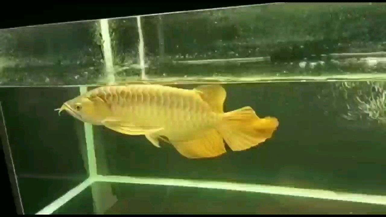 這尾巴 南美異型魚(yú)