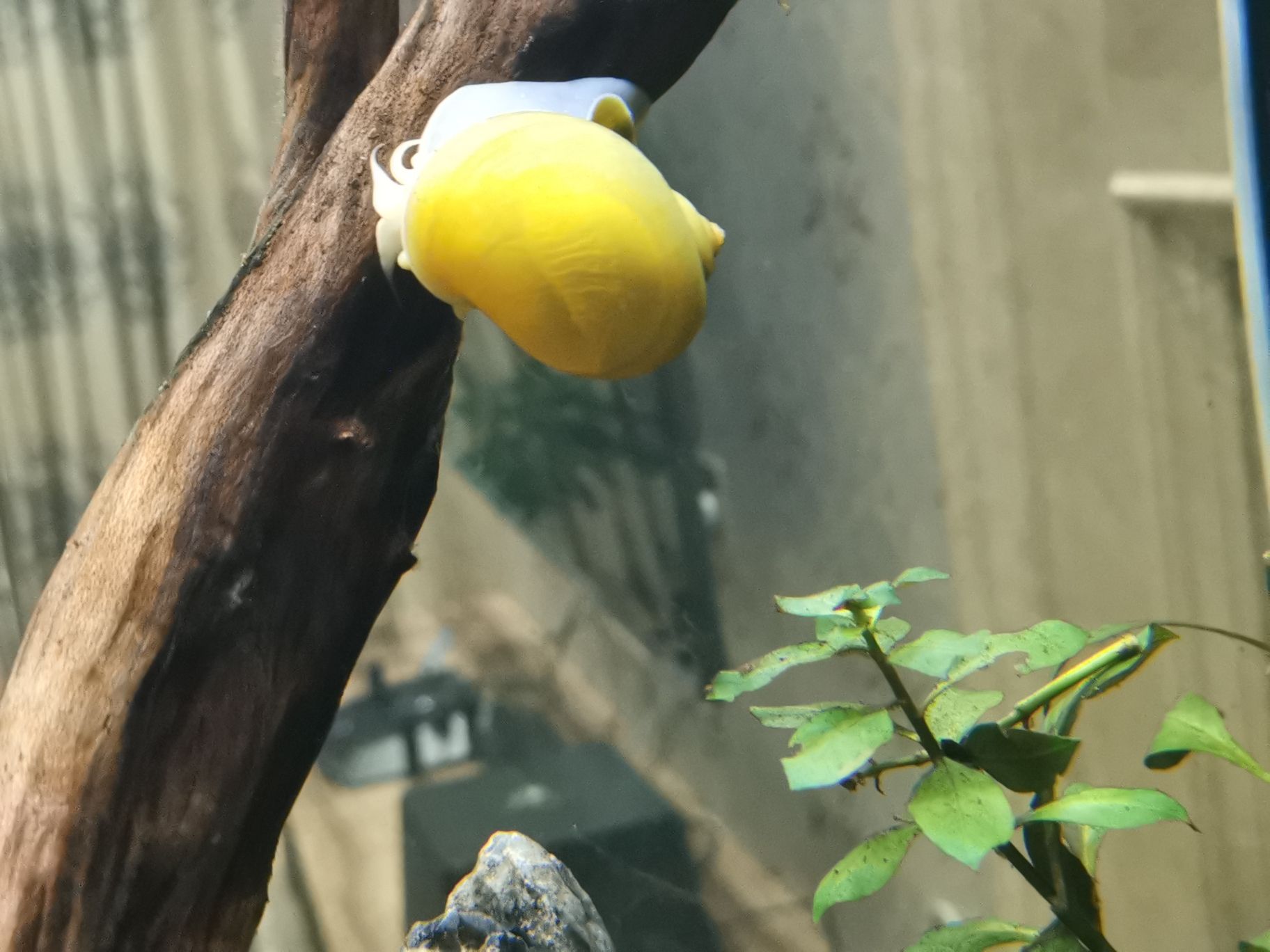 麗水水族館這叫什么螺？？長太快了吧