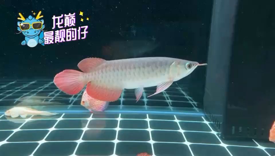 崇左觀賞魚市場印尼辣椒 觀賞魚市場（混養(yǎng)魚） 第2張