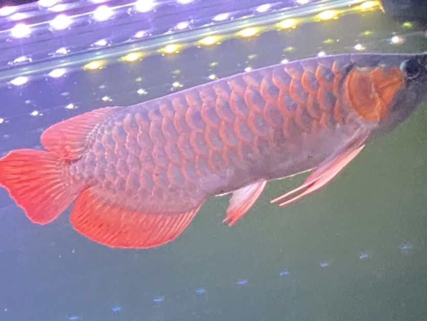 宿遷水族館太久沒有更新了 白子銀版魚 第2張