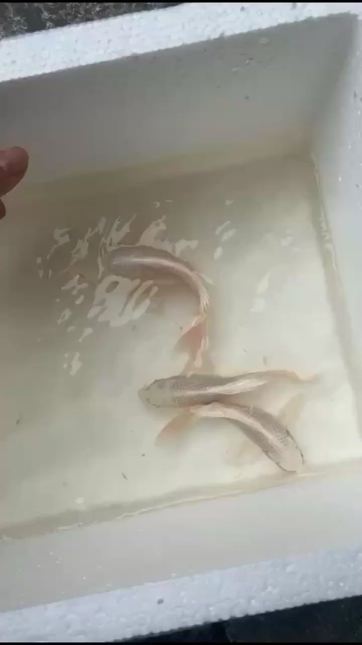 什么鬼魚