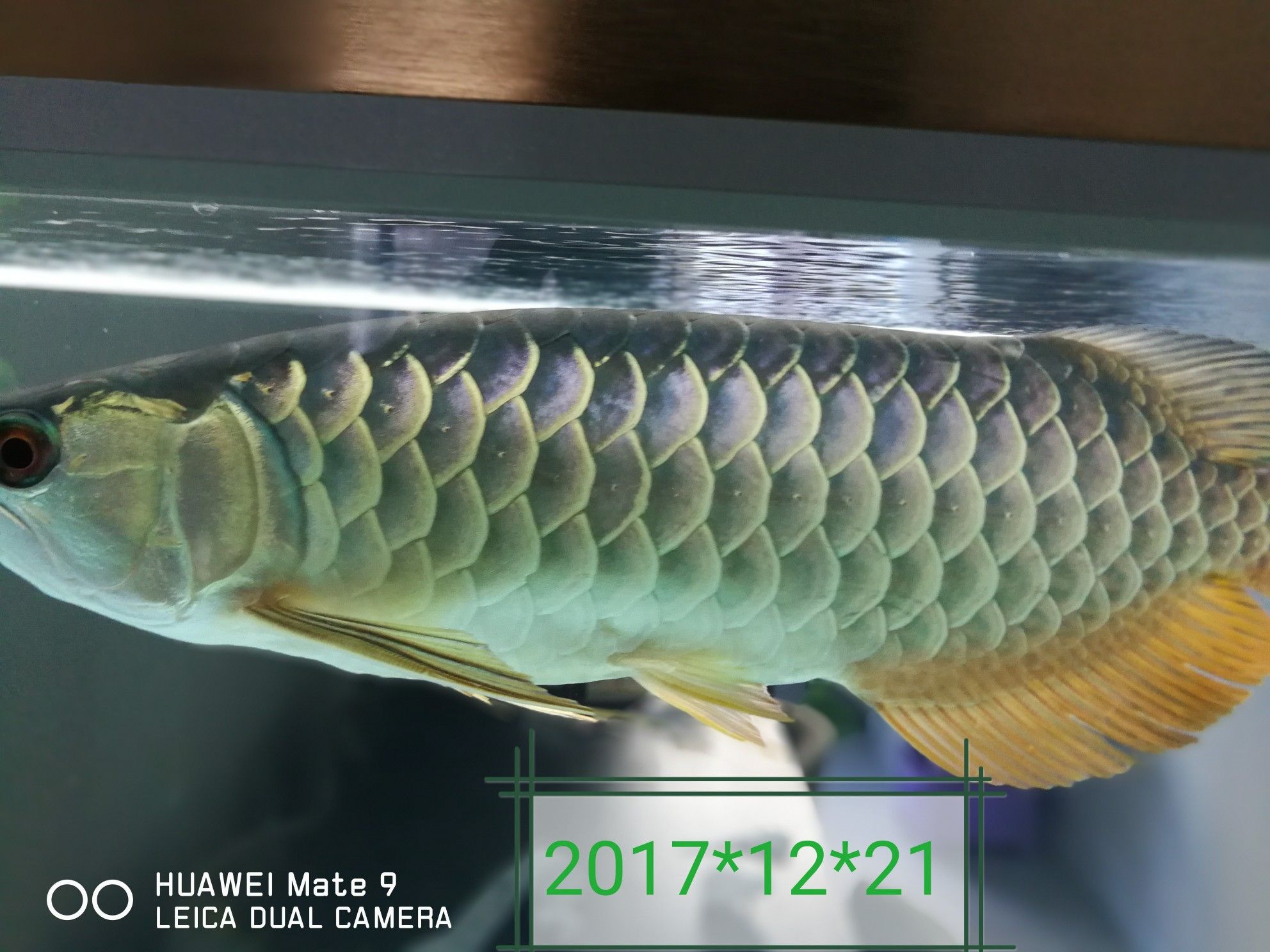 哈哈轉(zhuǎn)眼養(yǎng)魚一個月了記錄一下變化 大白鯊魚苗 第1張