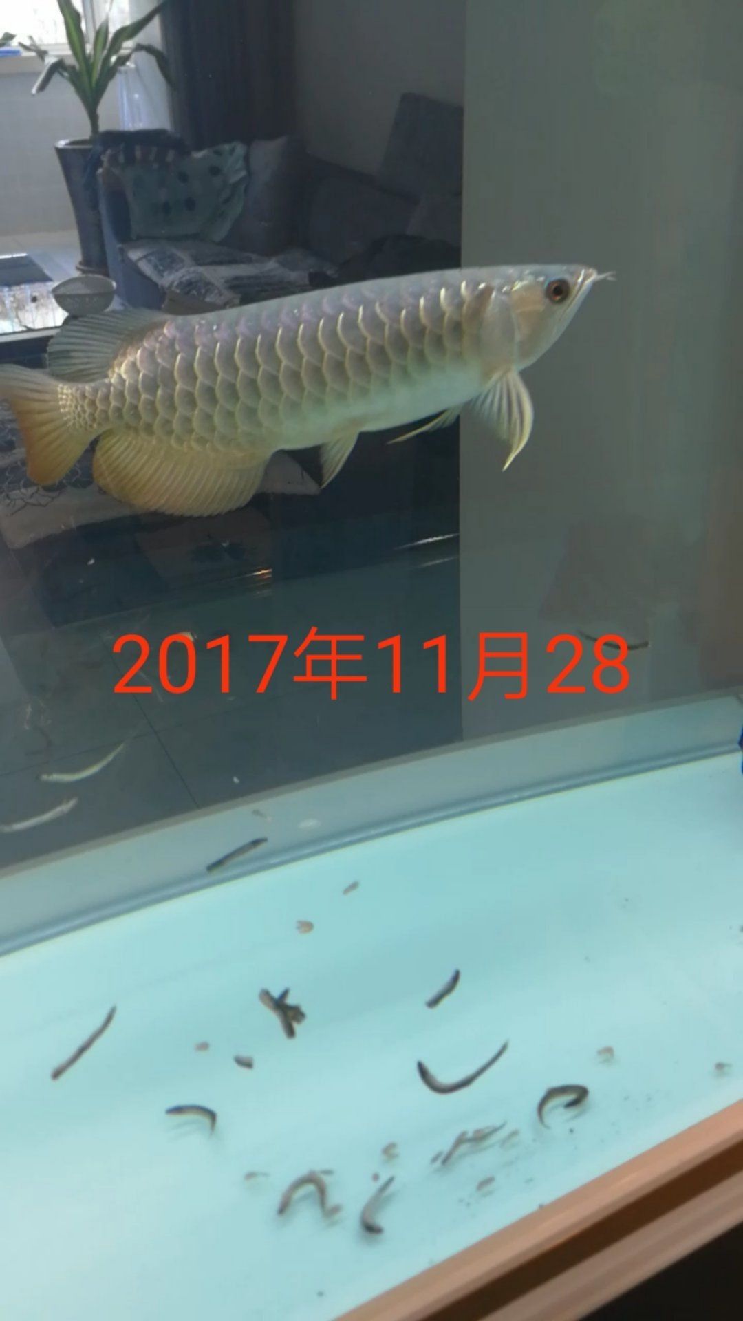 哈哈轉(zhuǎn)眼養(yǎng)魚一個月了記錄一下變化 大白鯊魚苗 第2張