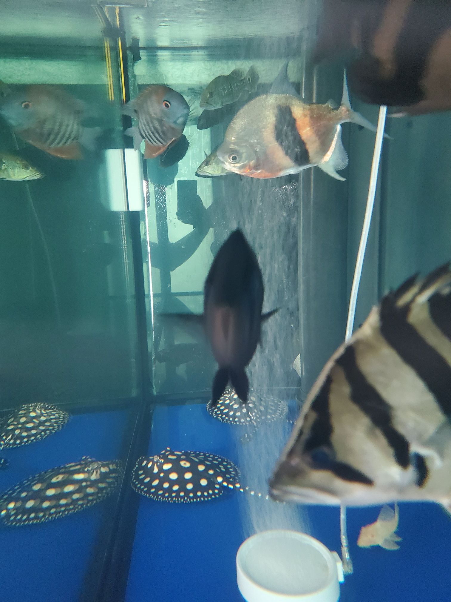 六盤水水族館使用英國內(nèi)寄大白片檢疫水變渾正常嗎？ 龍魚專用燈 第2張