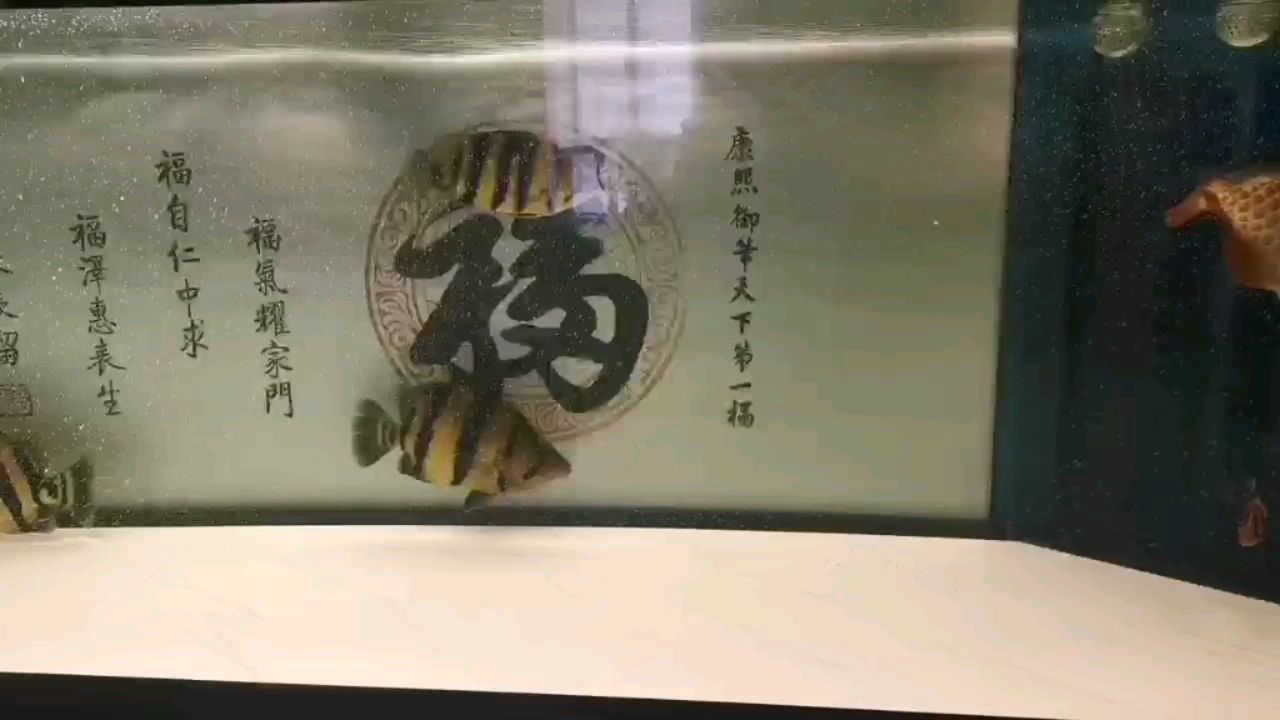 換了個底色感覺清爽很多 廣州水族批發(fā)市場 第1張