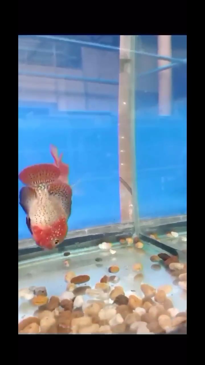 普洱水族館水頭豹花古典